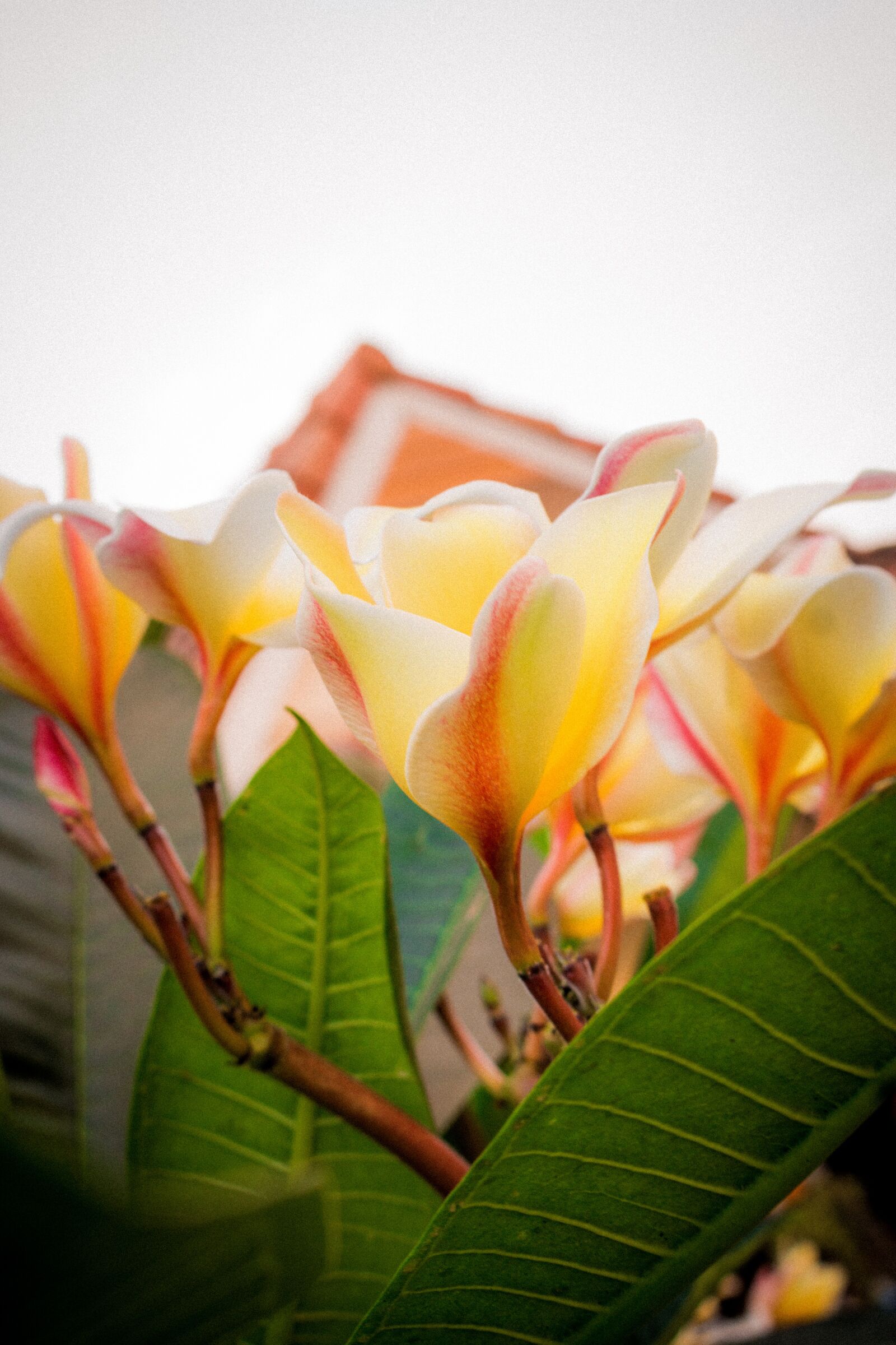 Canon EOS 700D (EOS Rebel T5i / EOS Kiss X7i) sample photo. Plumeria, flower, thailand photography