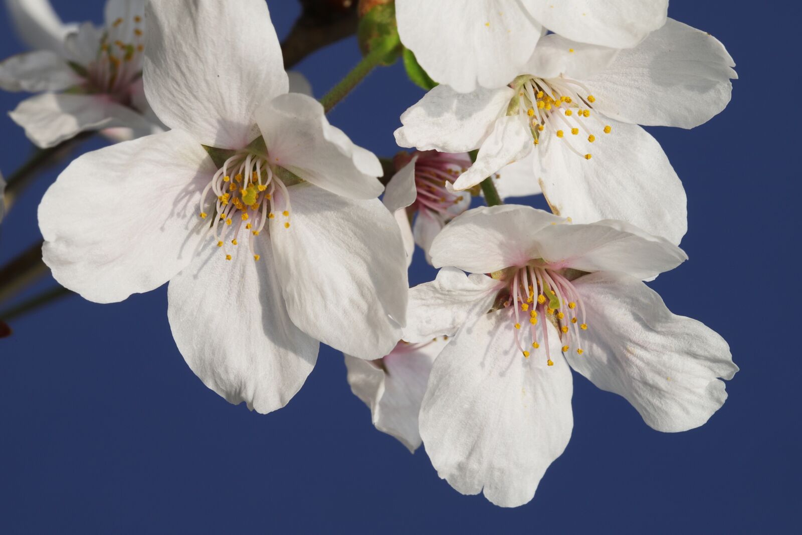 Canon EOS 6D Mark II sample photo. Spring, cherry blossom, flowers photography
