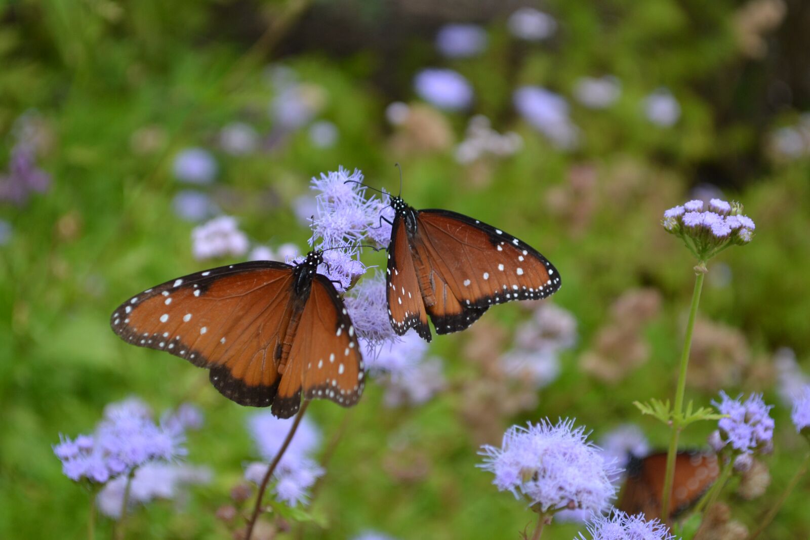 Nikon D3100 sample photo. Butterfly, insect, nature photography
