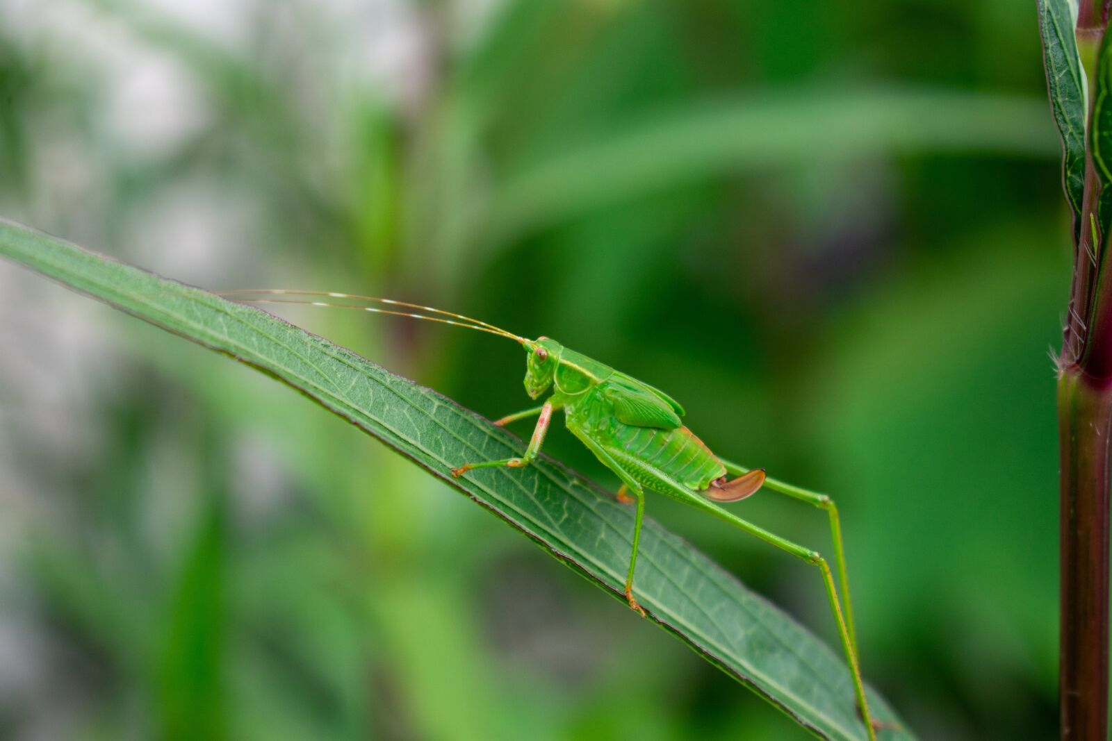 Nikon D3400 sample photo. Grasshopper, animal, green photography