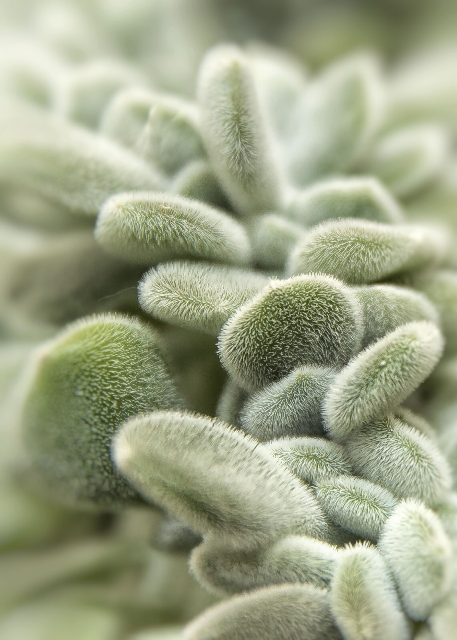 Canon EOS 50D sample photo. Succulent, thick sheet greenhouse photography