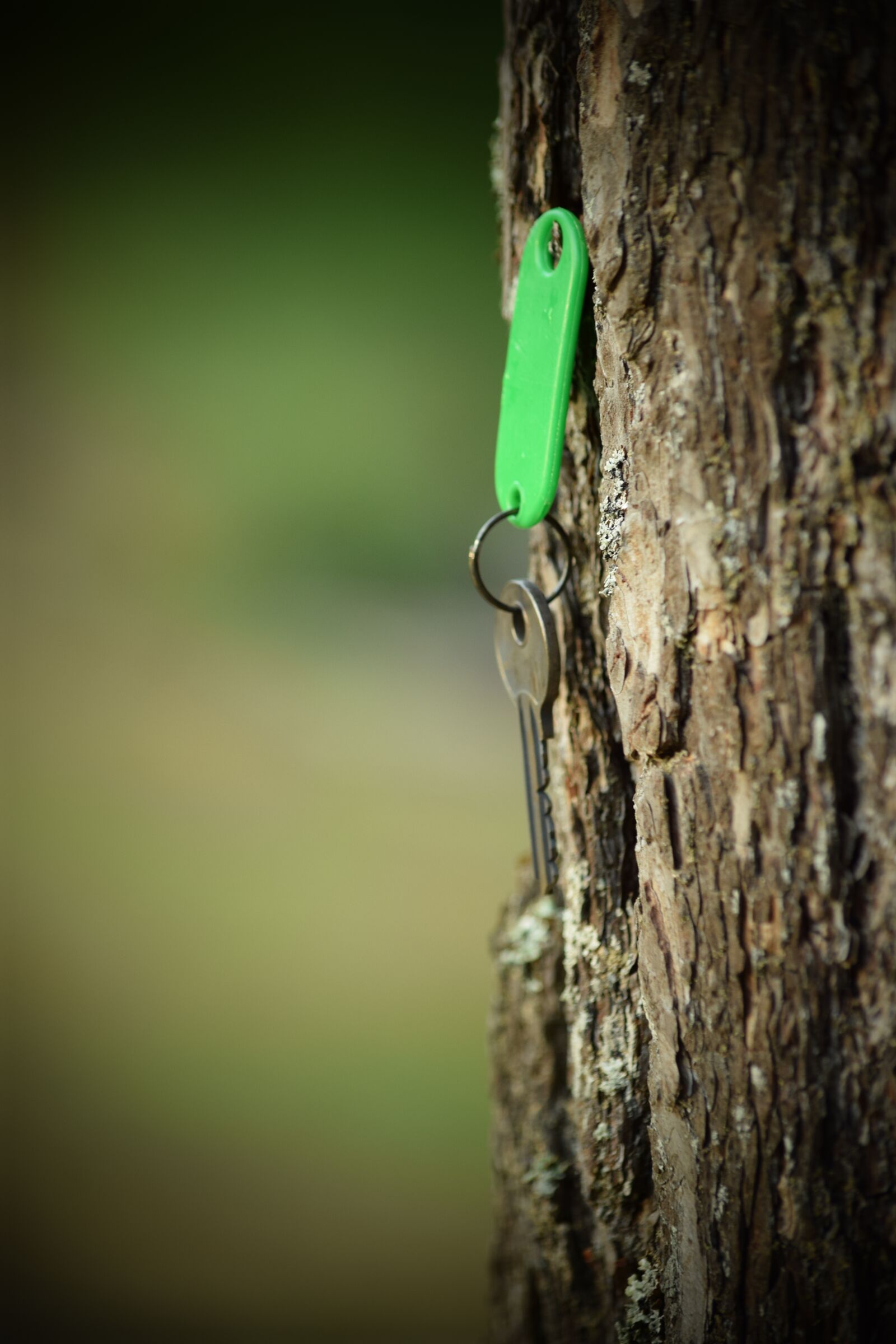 Nikon D3300 sample photo. Tree, key, nature photography