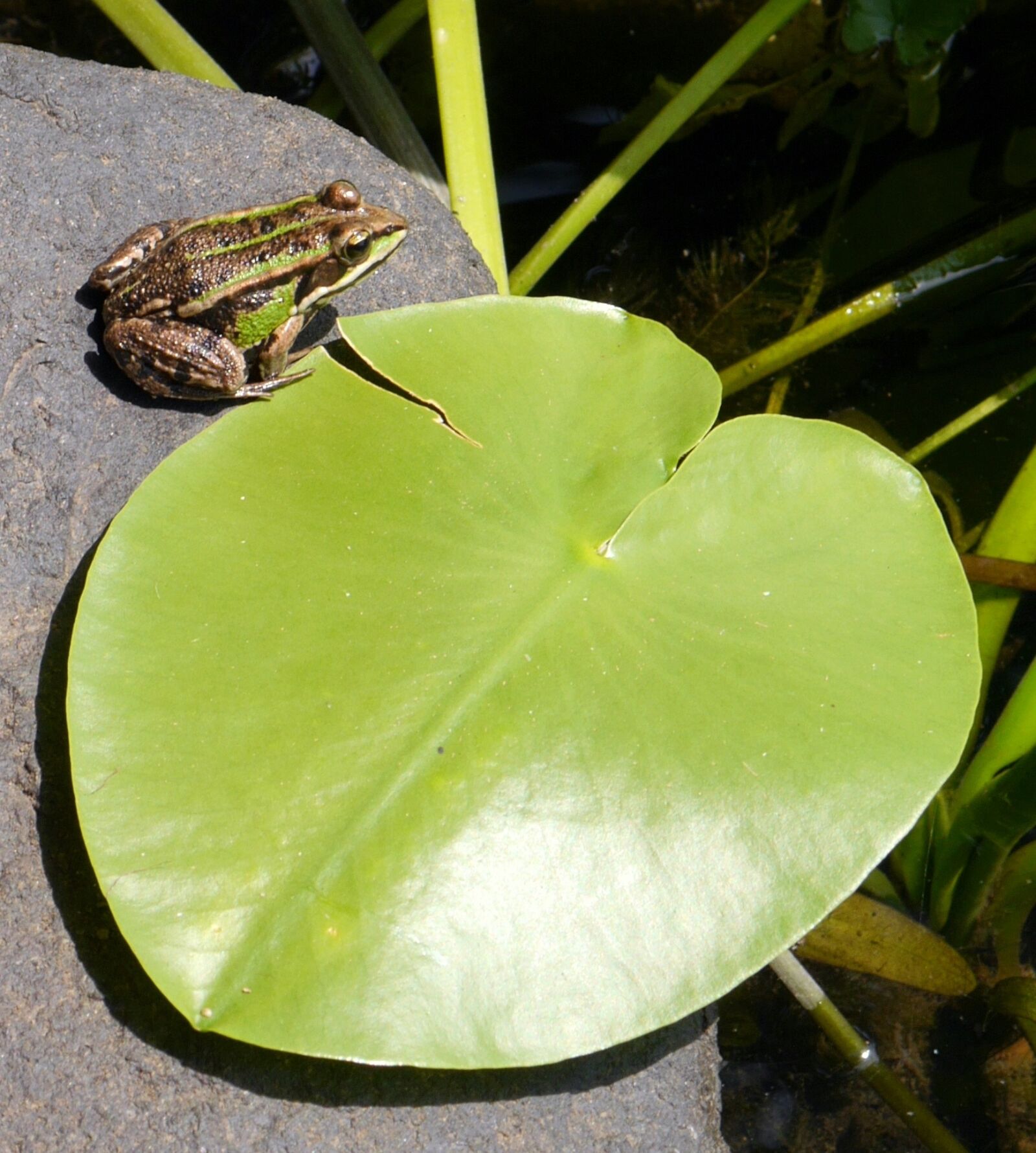 Panasonic Lumix DMC-G6 sample photo. Frog, letter, stone photography