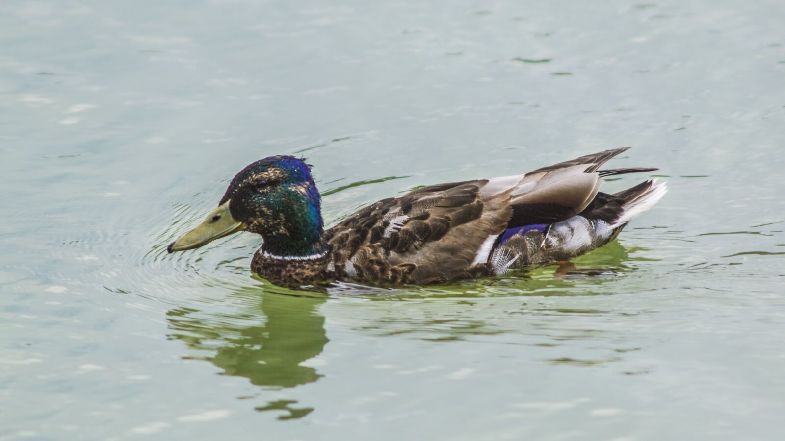 Nikon D3200 sample photo. Water, duck, animal photography