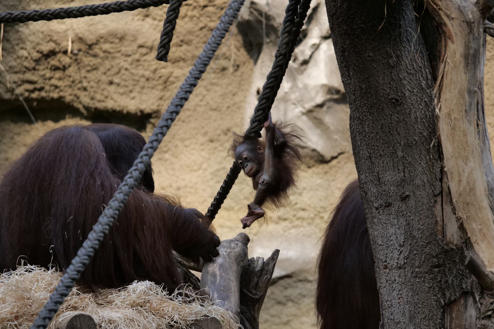 Panasonic Lumix DC-G9 sample photo. Mammal, orang-utan, young photography