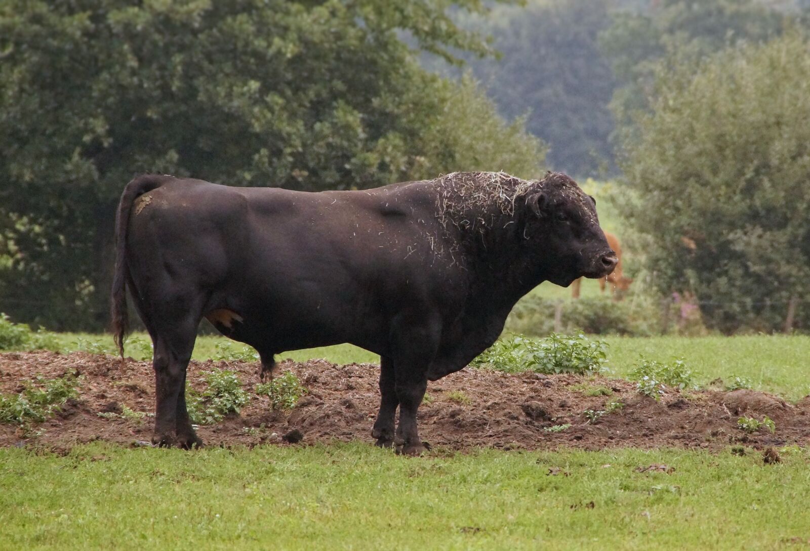 Sony SLT-A58 sample photo. Limousin cattle, bull, beef photography