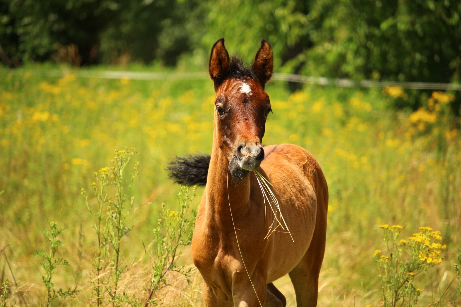 Canon EOS 100D (EOS Rebel SL1 / EOS Kiss X7) sample photo. Horse, foal, brown mold photography