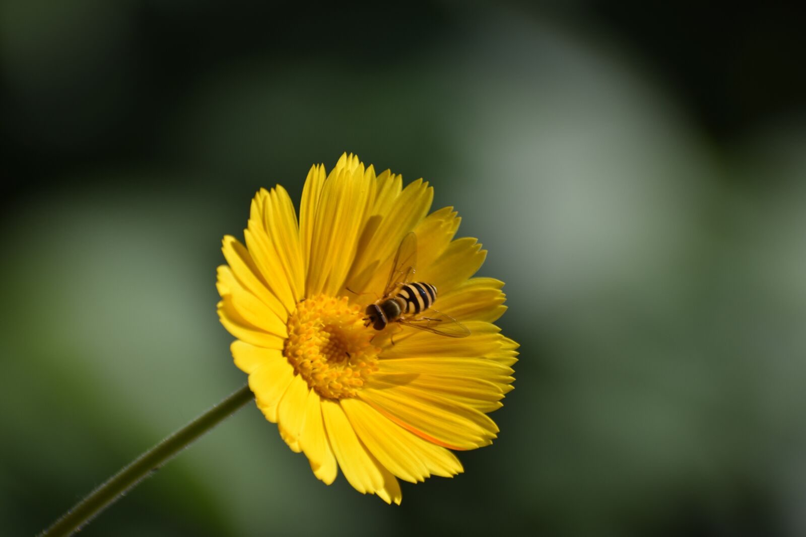 Nikon D3400 sample photo. Flower, calendula, insect photography