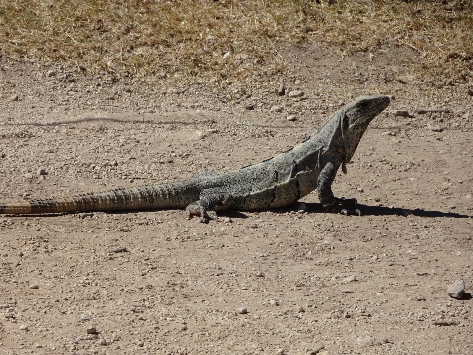 Sony Cyber-shot DSC-HX90V sample photo. Mexico, iguana, holiday photography