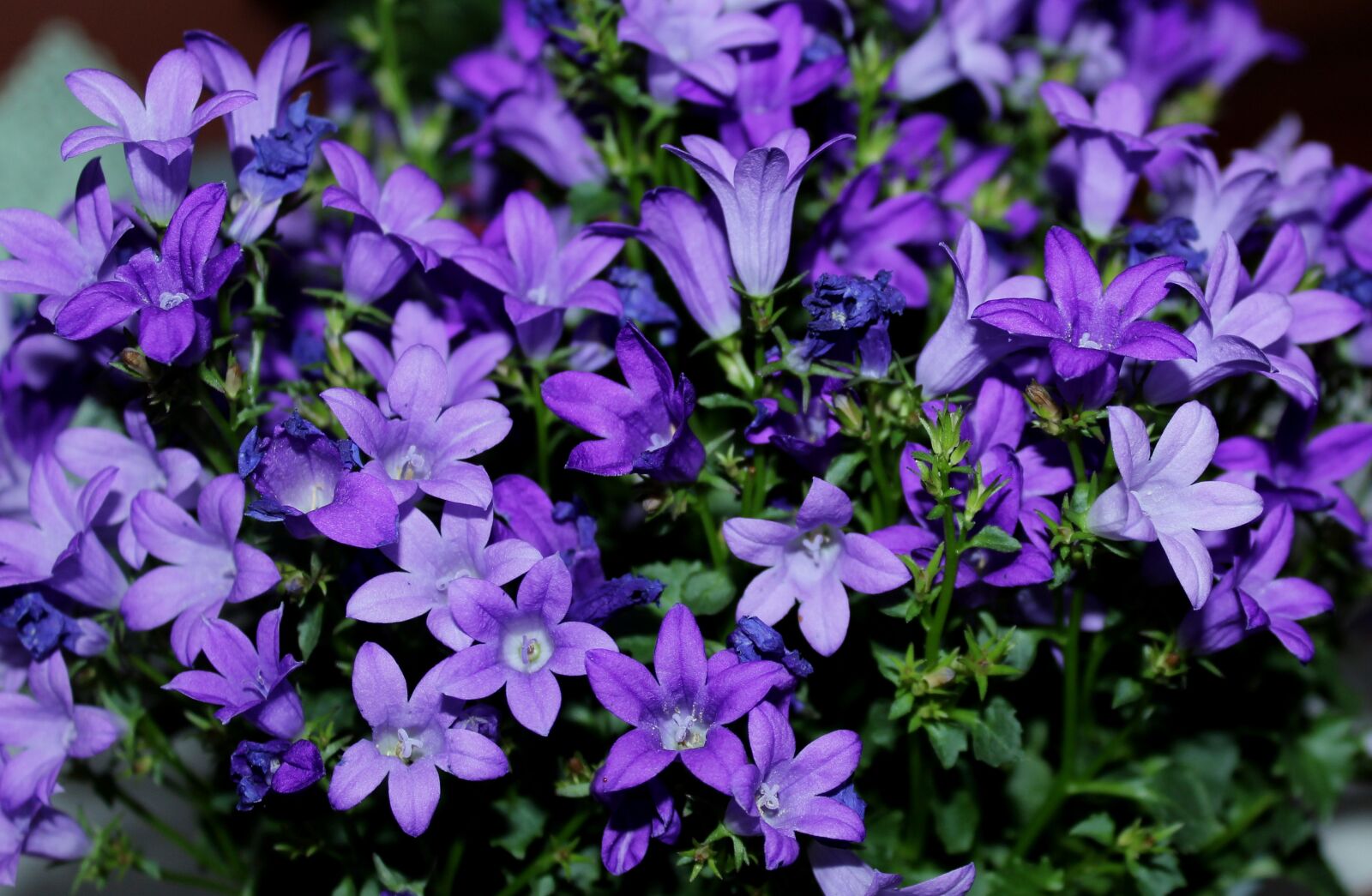 Canon EOS 1200D (EOS Rebel T5 / EOS Kiss X70 / EOS Hi) sample photo. Ringtone, campanula, flowers photography