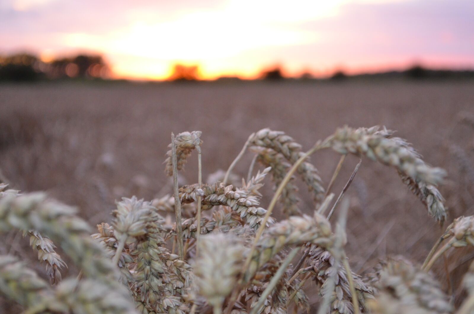 Nikon D5100 sample photo. Wheat, harvest, sunset photography