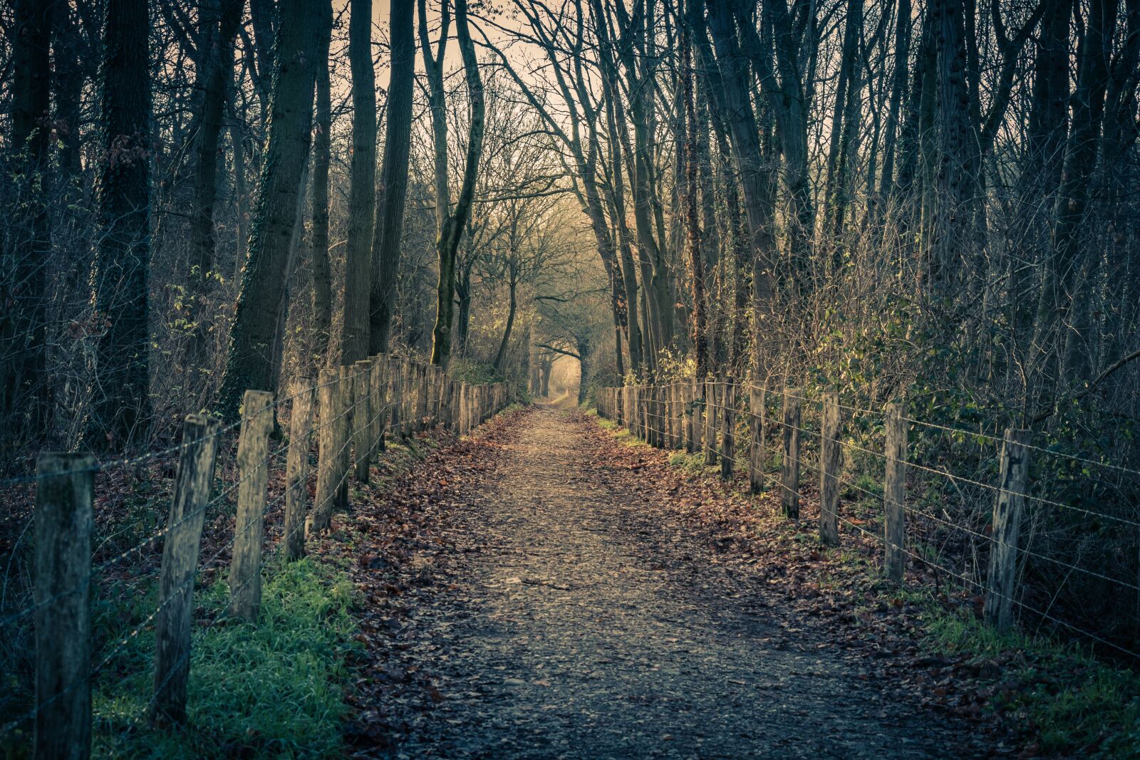 Canon EF-S 18-135mm F3.5-5.6 IS USM sample photo. Forest, path, rain photography
