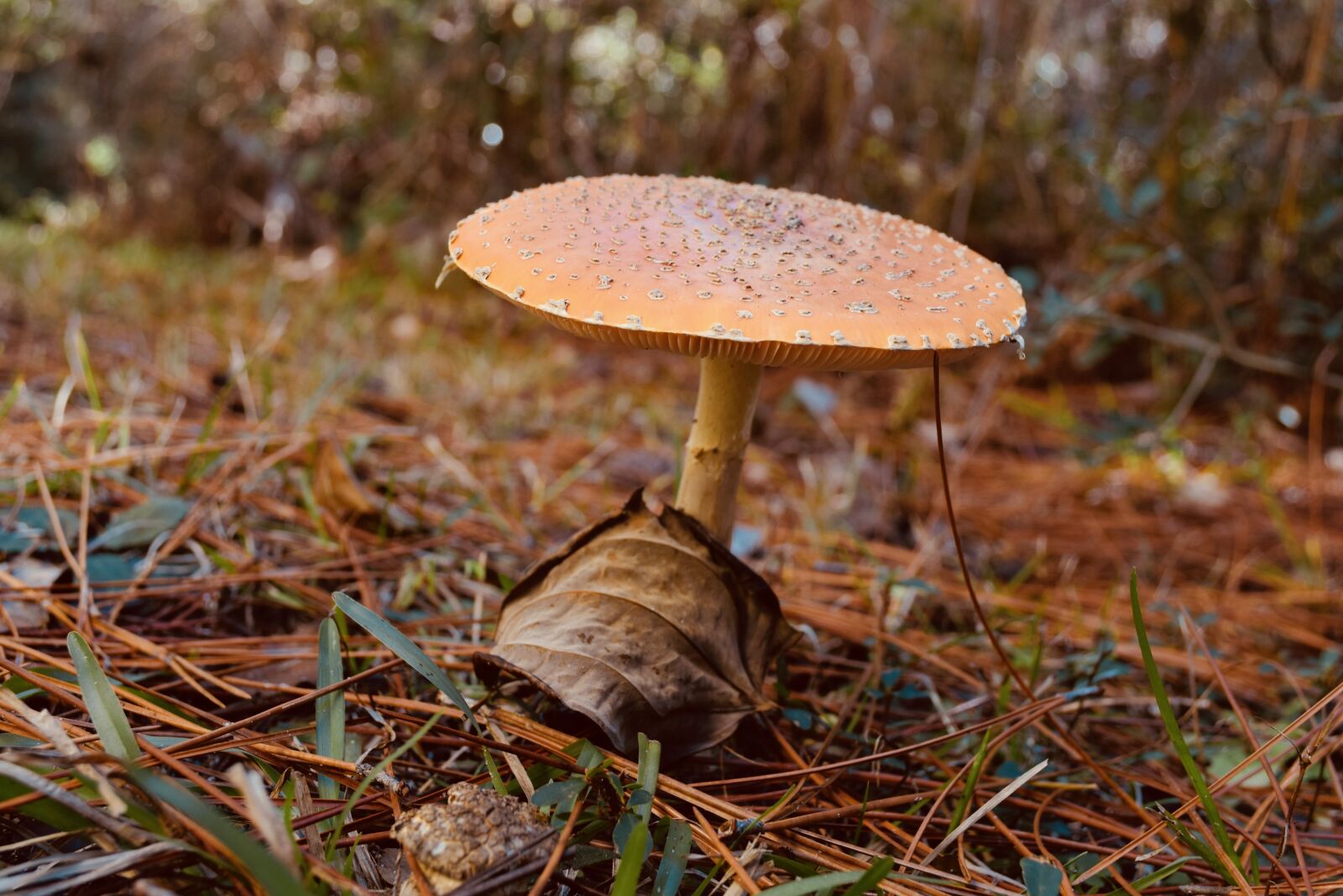 Nikon D5300 sample photo. Nature, fall, fungus photography