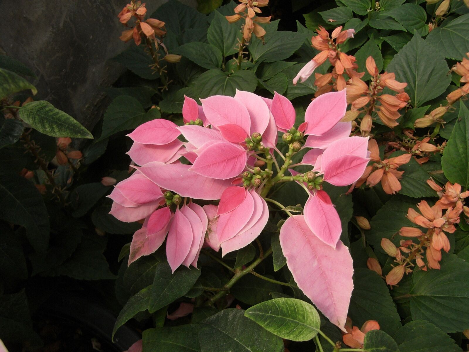 Ricoh Caplio R6 sample photo. Christmas, autumn leaves, pink photography