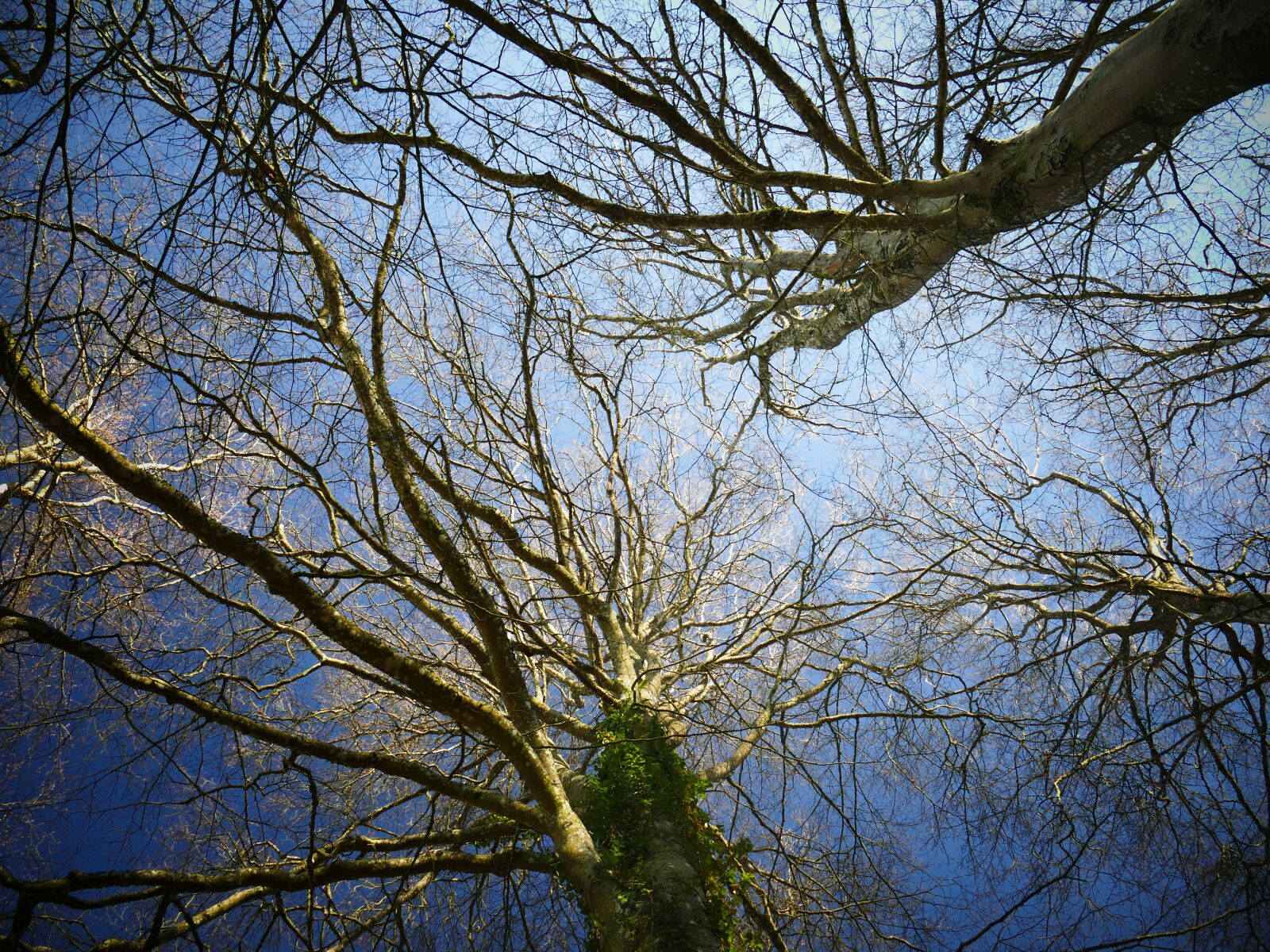 Panasonic Lumix DMC-FZ1000 sample photo. Trees, nature, sky photography