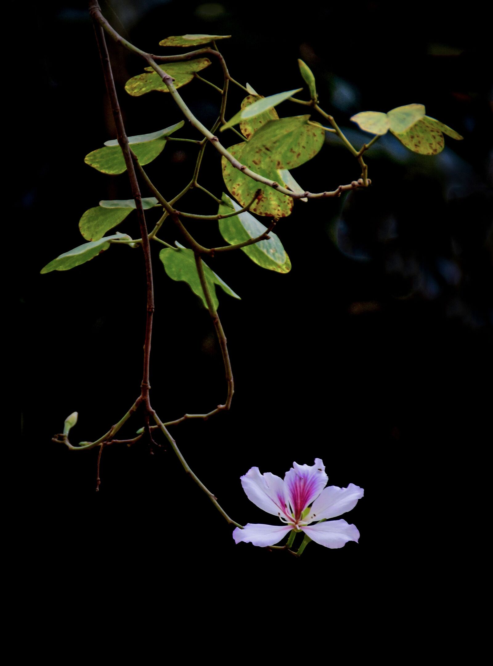 Nikon D7200 sample photo. Purple ban flowers, spring photography