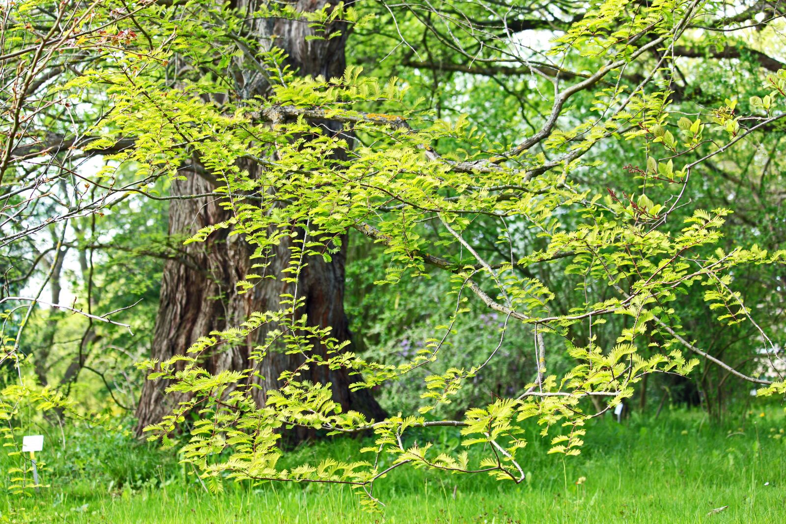 Canon EF-S 55-250mm F4-5.6 IS STM sample photo. Sequoia, old tree, tribe photography