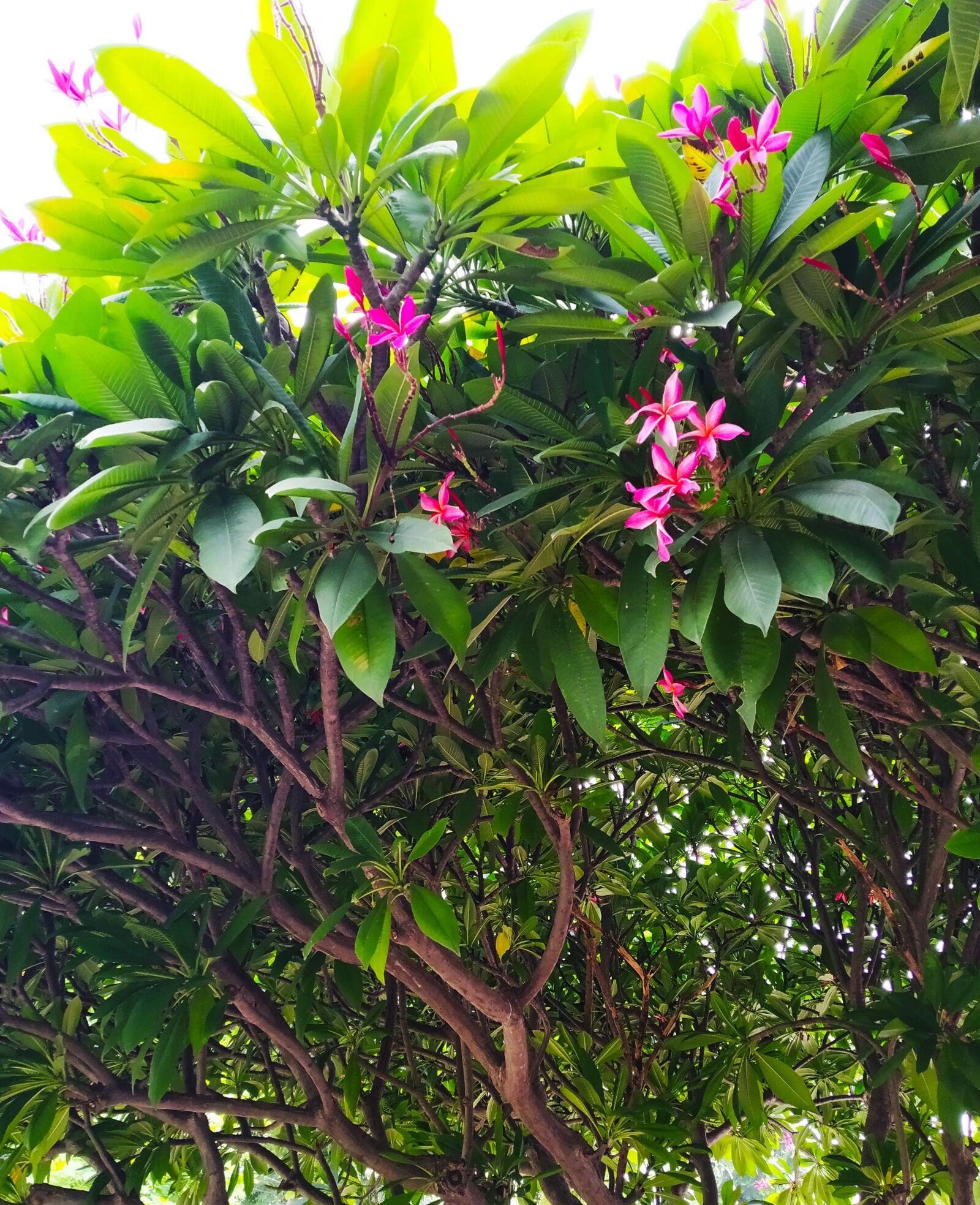 Xiaomi Redmi Note 7 sample photo. Pink, plumeria, flower photography
