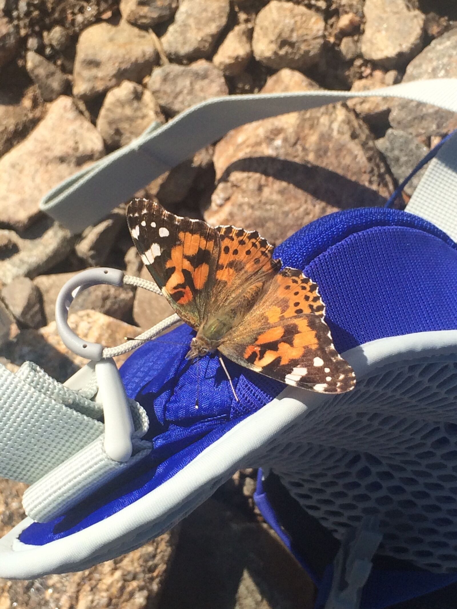 iPhone 5s back camera 4.15mm f/2.2 sample photo. Butterfly, outdoor, hiking photography