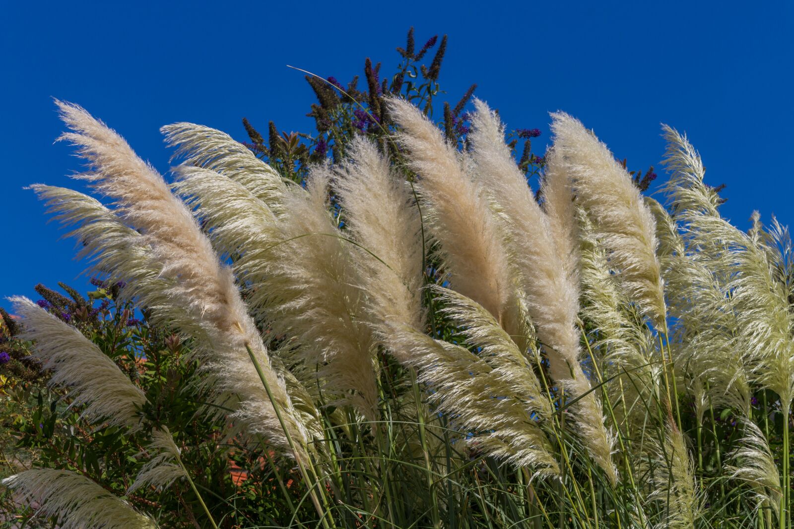 Canon EOS 7D sample photo. Elephant grass, grass, silver photography