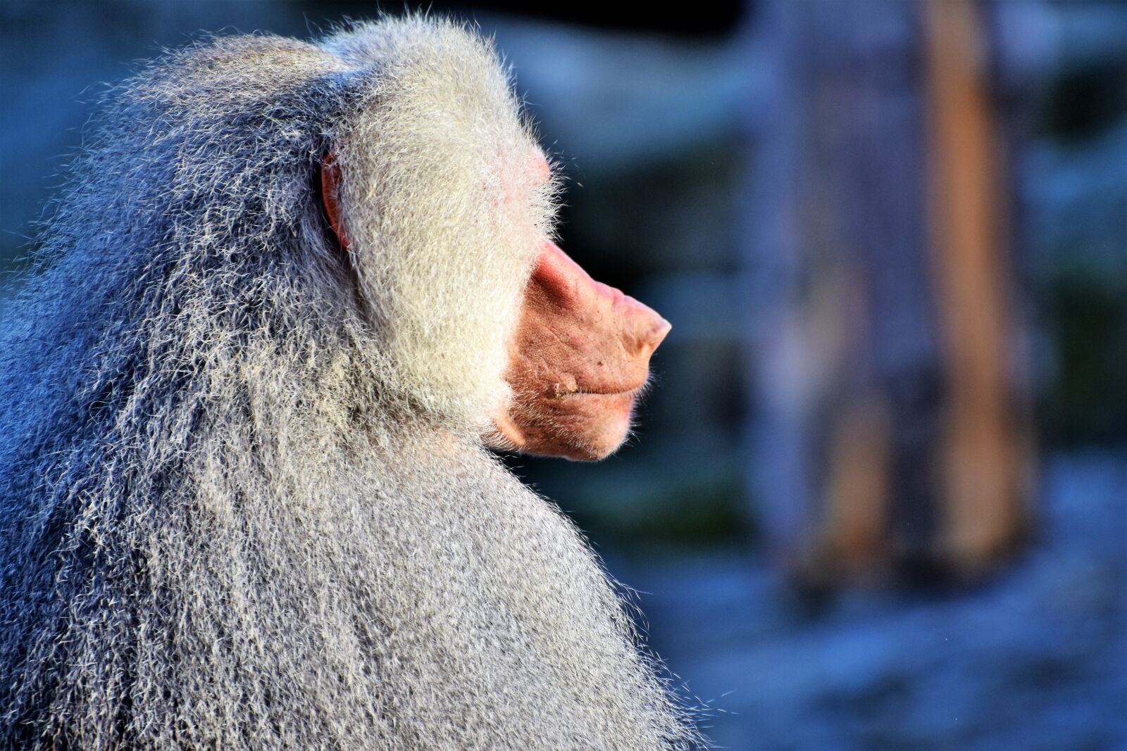 Nikon D7200 sample photo. Baboon, monkey, primate photography