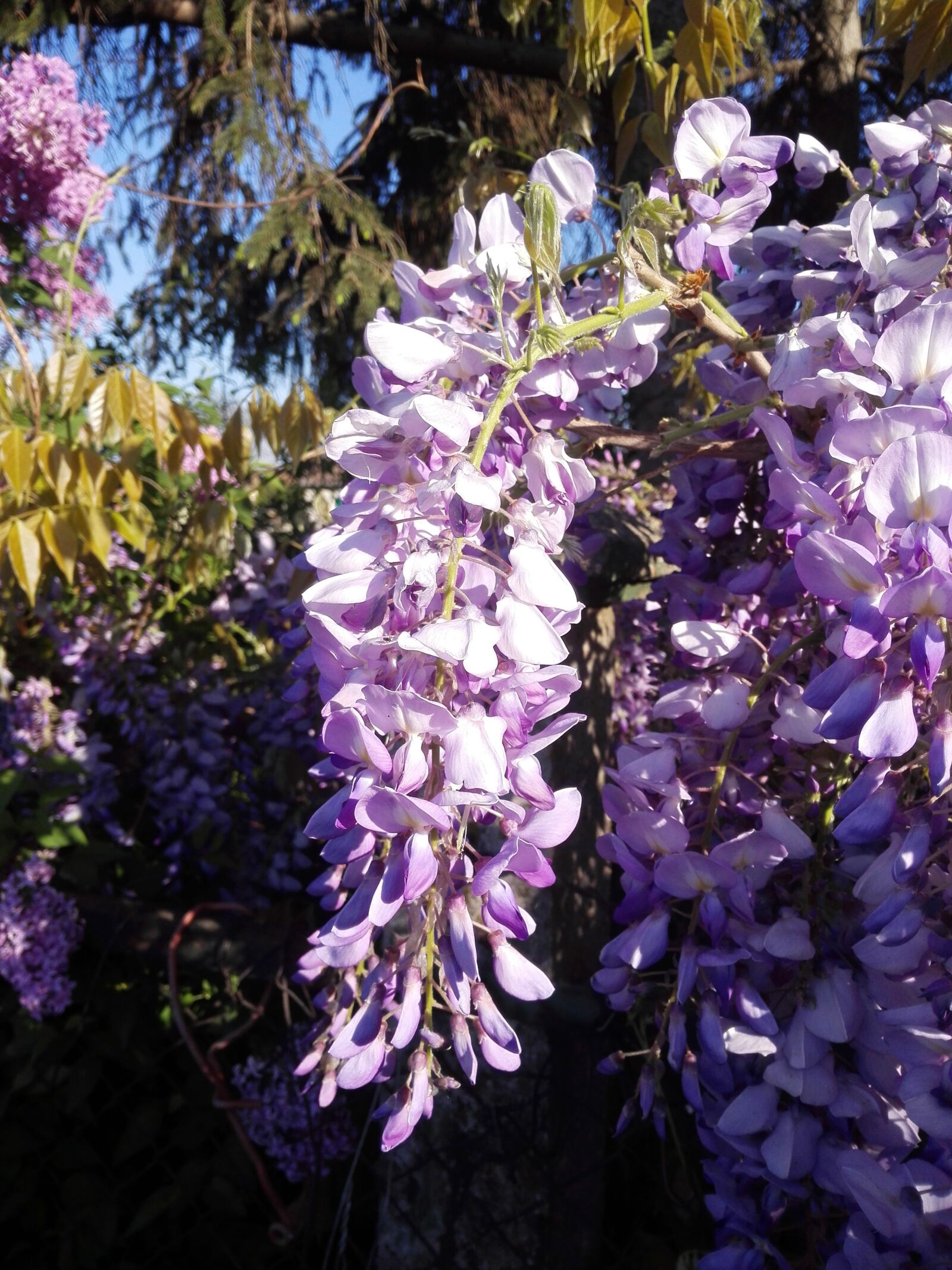 HUAWEI P7-L10 sample photo. Purple acacia, spring, flower photography