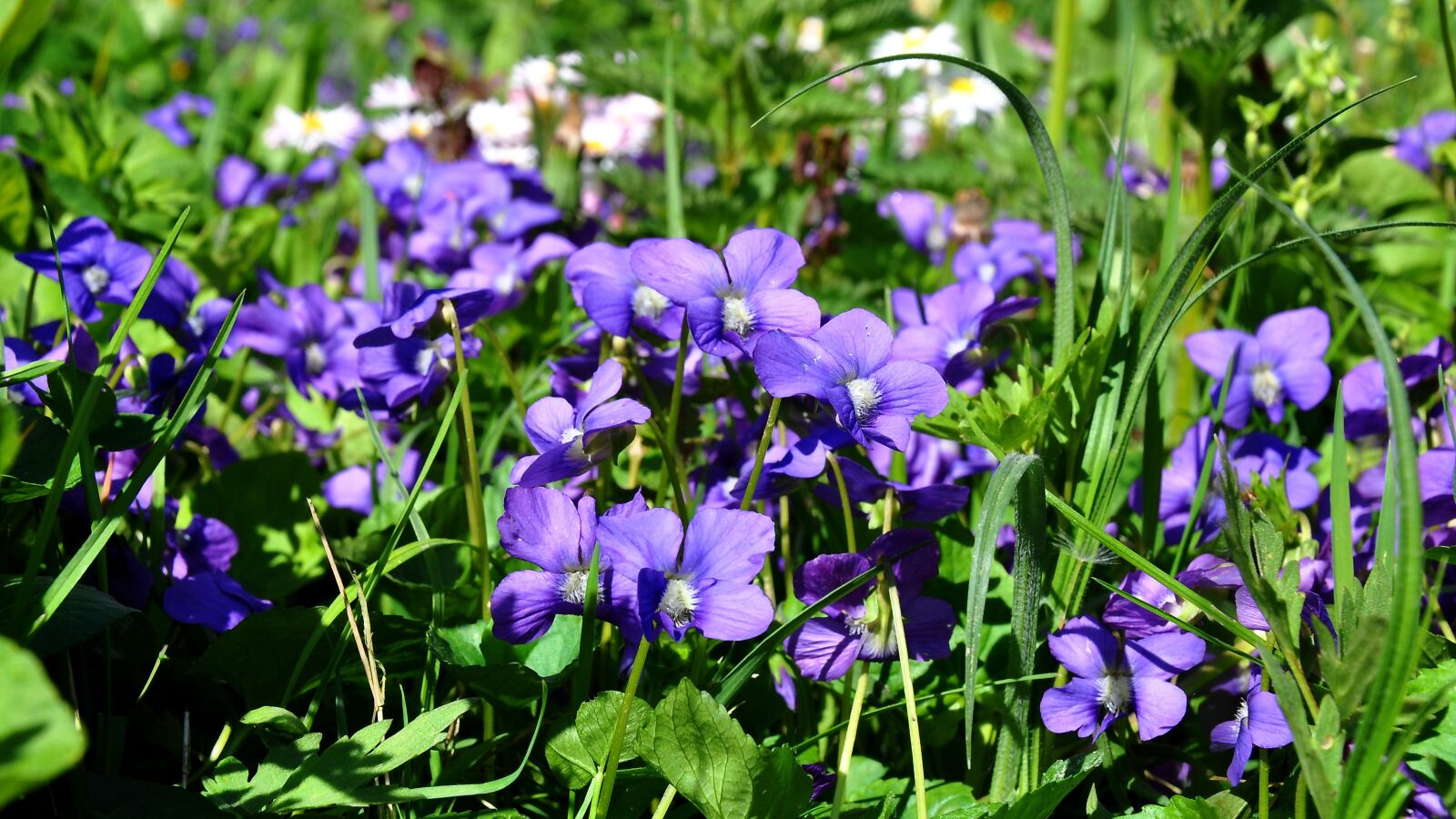 Nikon D90 sample photo. Spring, violet, nature photography