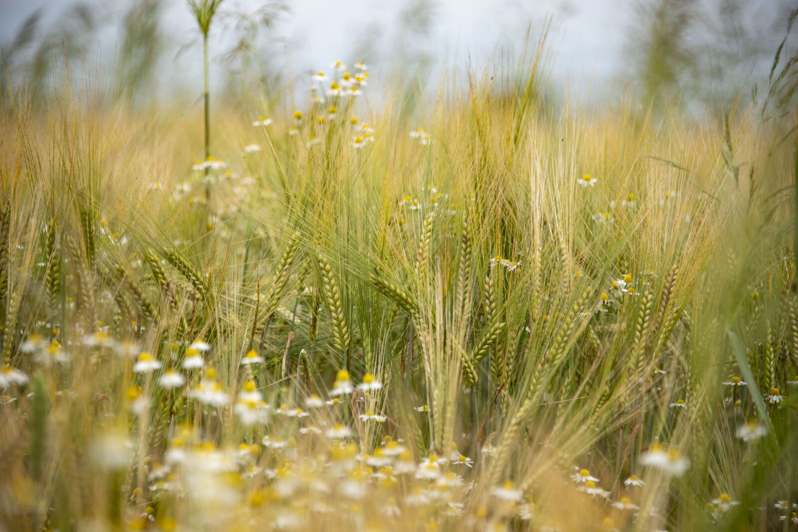 Nikon D800 sample photo. Barley, bio, cereals photography