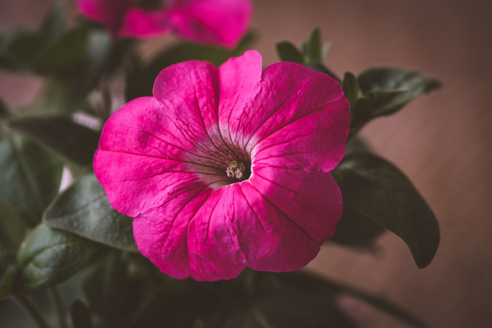 Nikon D750 sample photo. Blossom, bloom, flower photography