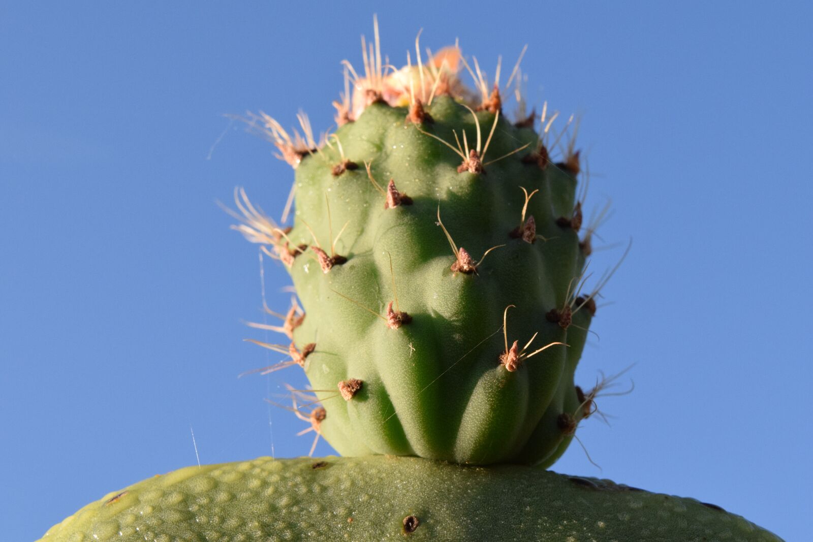 Nikon D3300 sample photo. Cactus, prickly pear, cactus photography