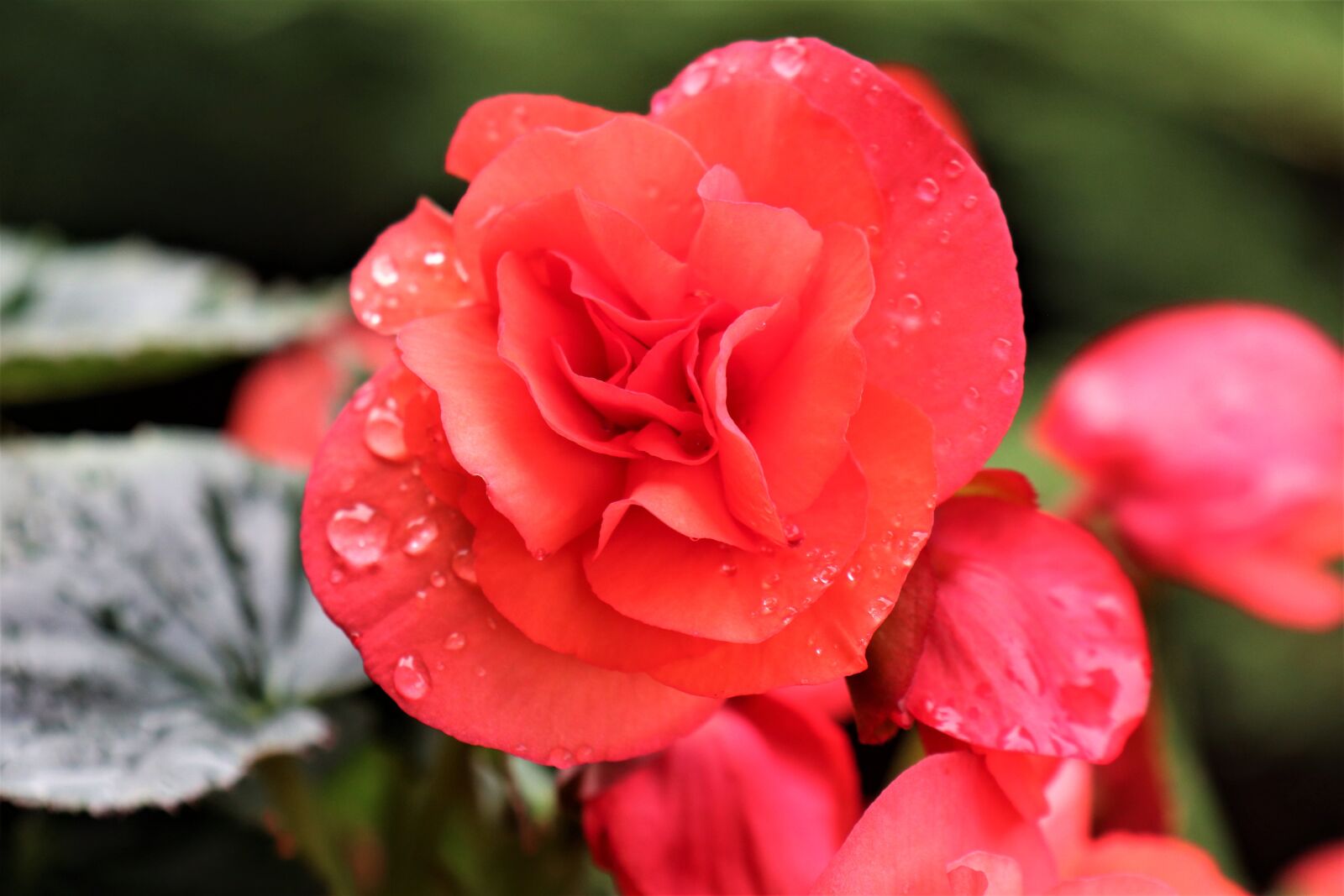 Canon EOS M6 sample photo. Flower, petals, begonia photography