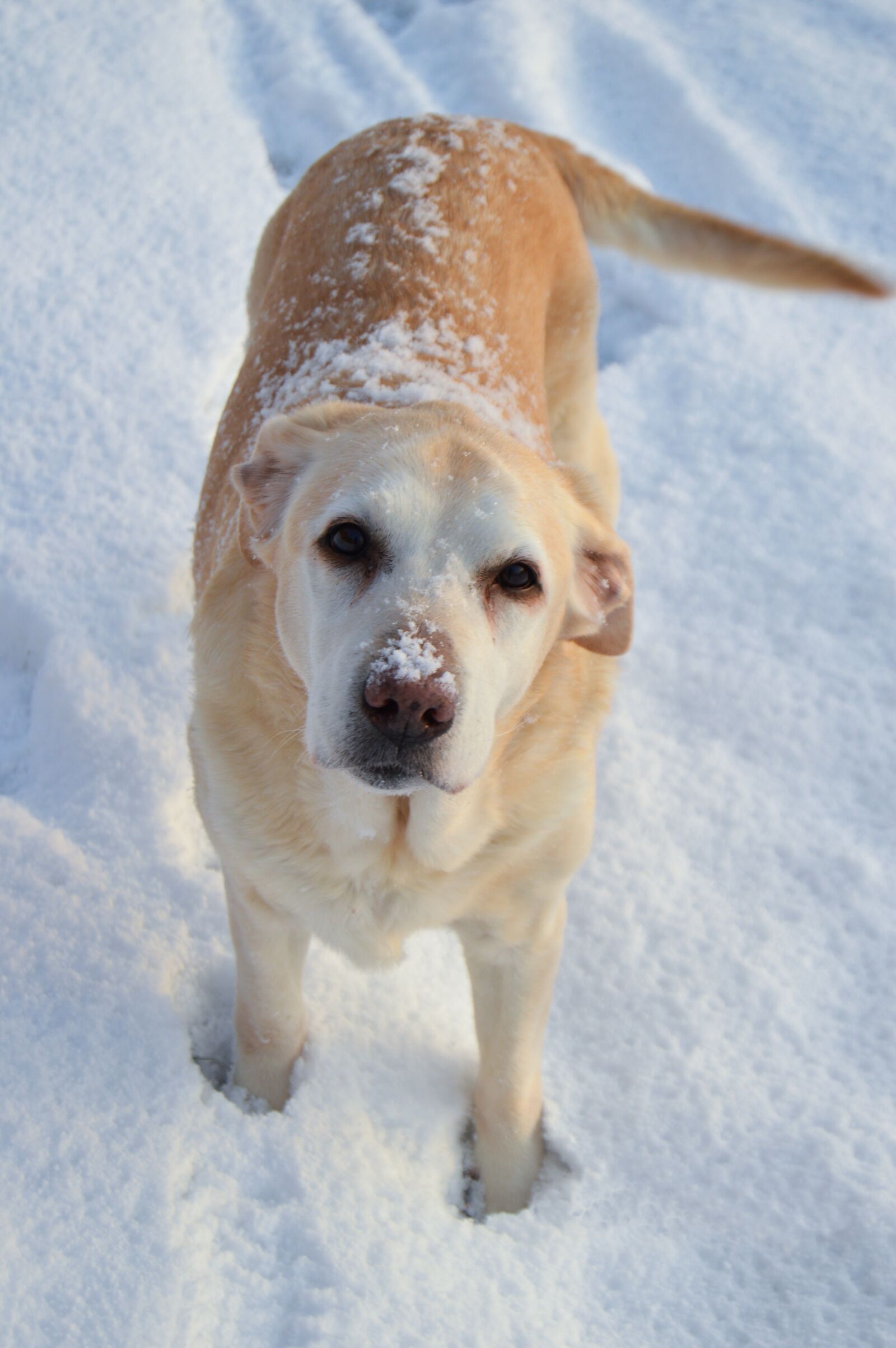 Nikon D3200 sample photo. Dog, snow, labrador photography