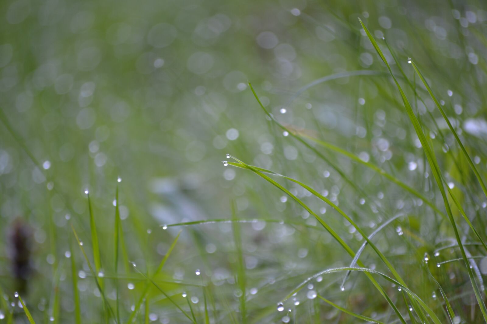 Nikon D3100 sample photo. Herbs, dew, green photography