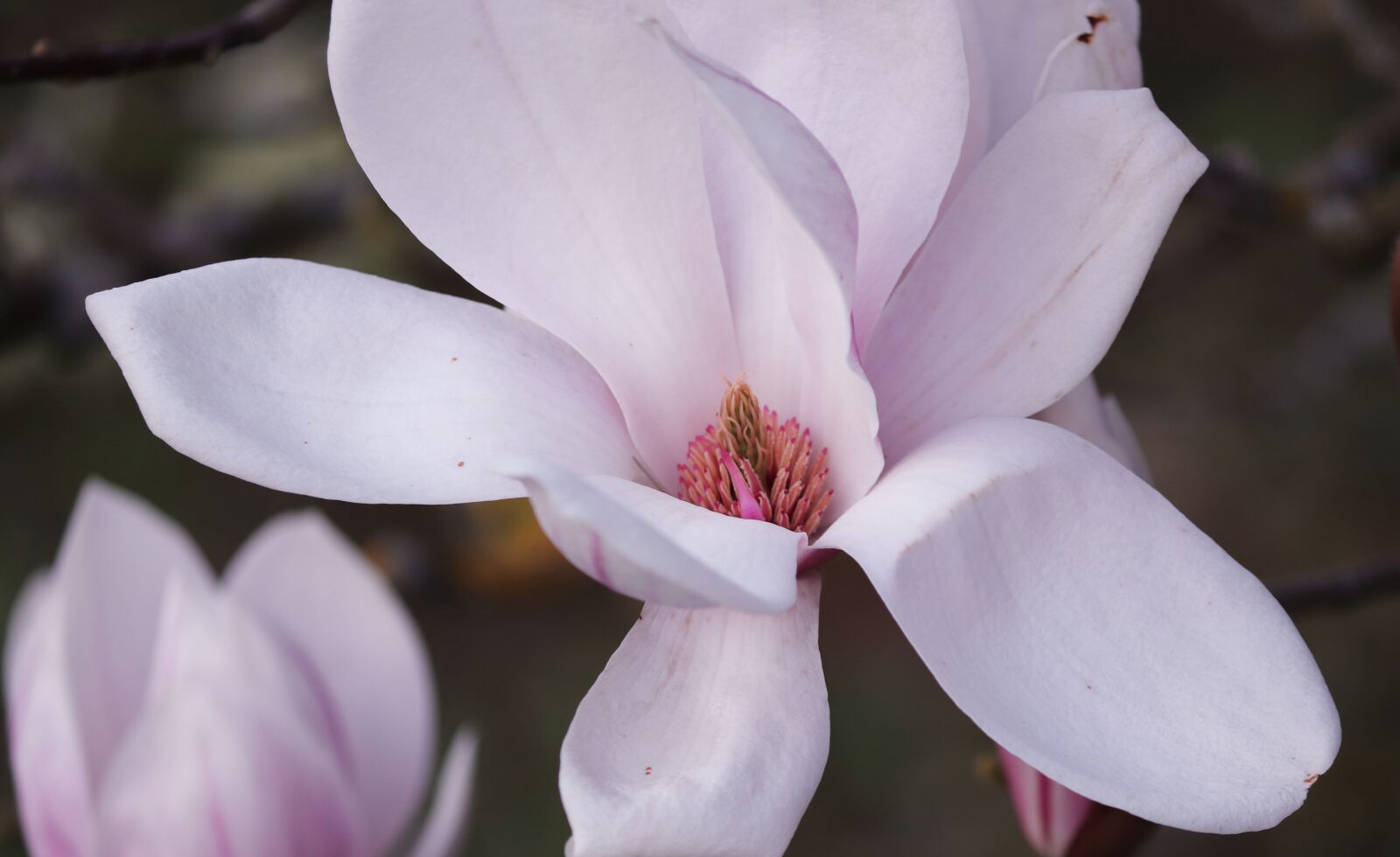 Canon EOS 200D (EOS Rebel SL2 / EOS Kiss X9) sample photo. Magnolia, magnolia blossom, detail photography