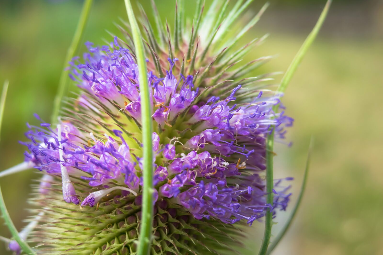 Canon PowerShot G3 X sample photo. Card, wild teasel, blossom photography