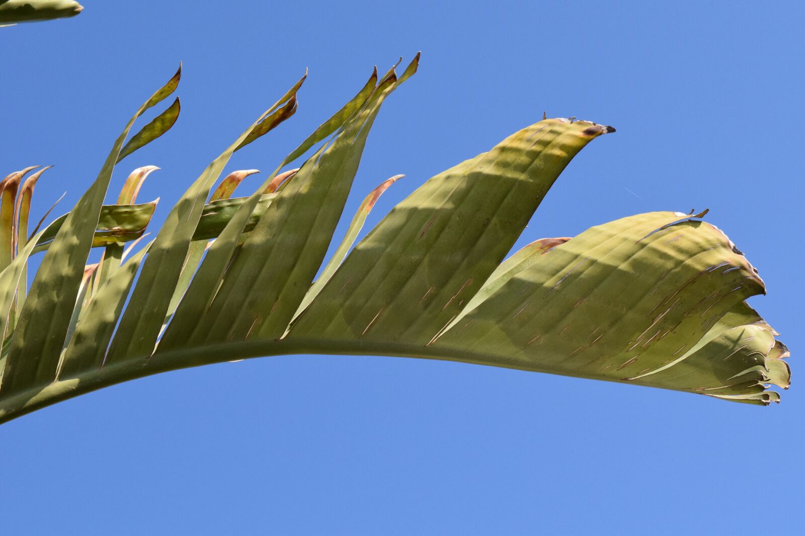 Nikon D3300 sample photo. Banana shrub, banana leaf photography