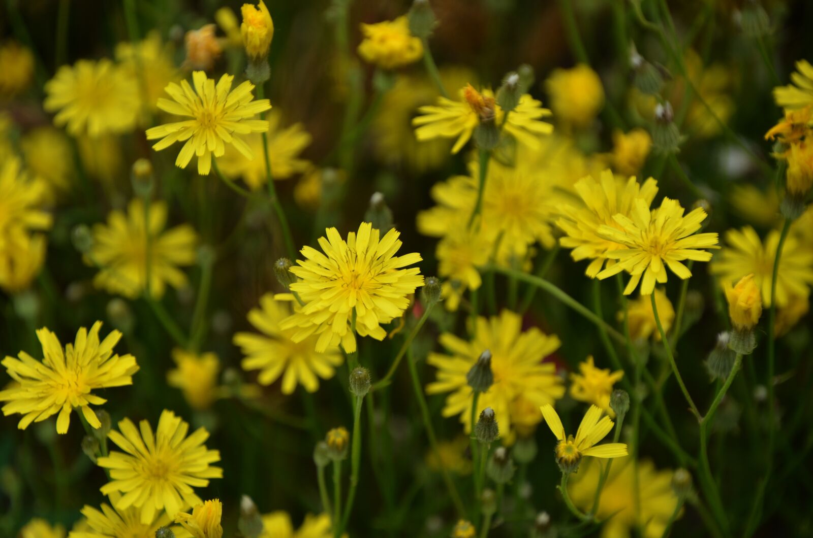 Nikon D7000 sample photo. Flower, spurge, wildflower photography