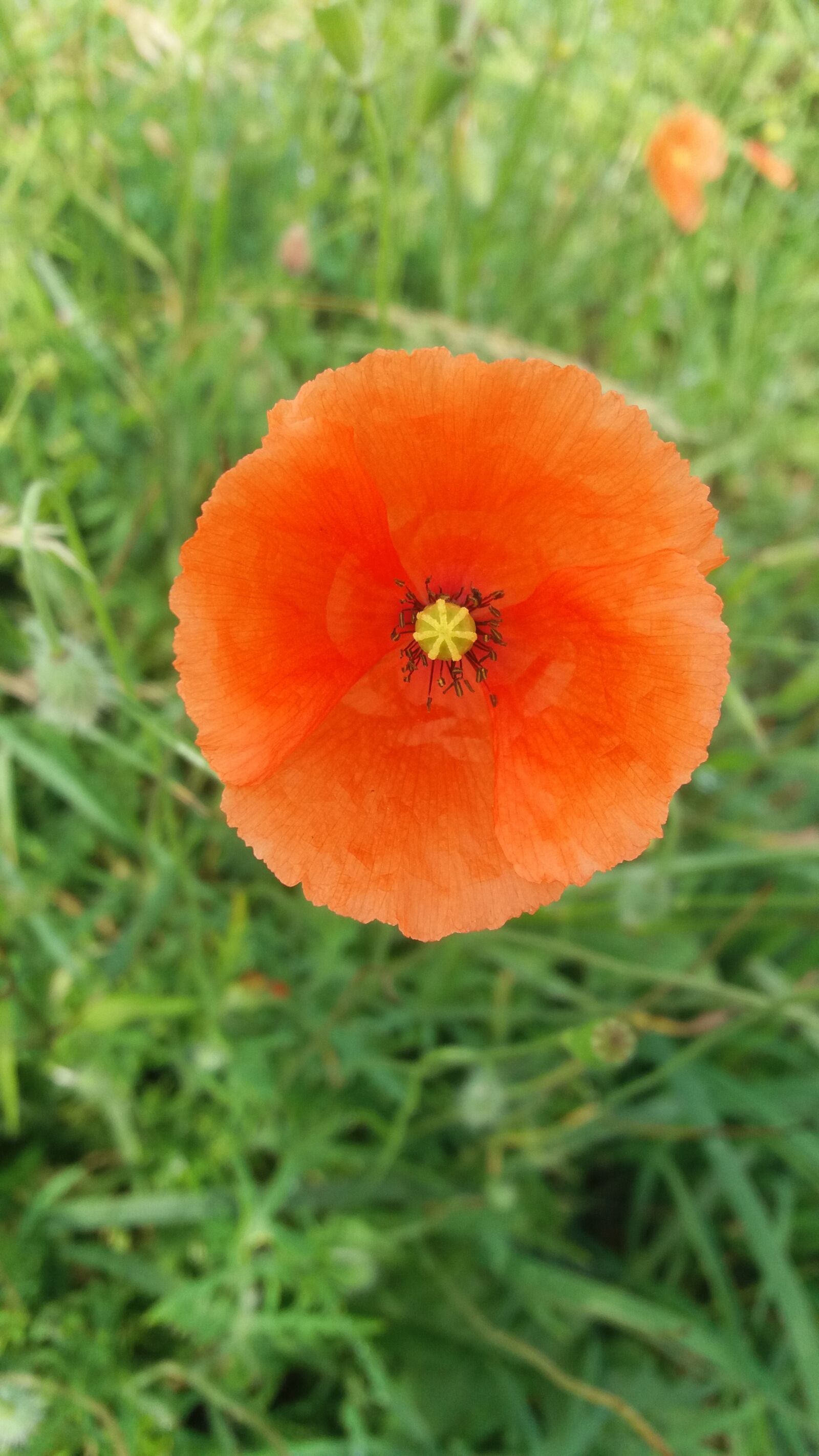 Samsung Galaxy J5 sample photo. Poppy, klatschmohn, nature photography