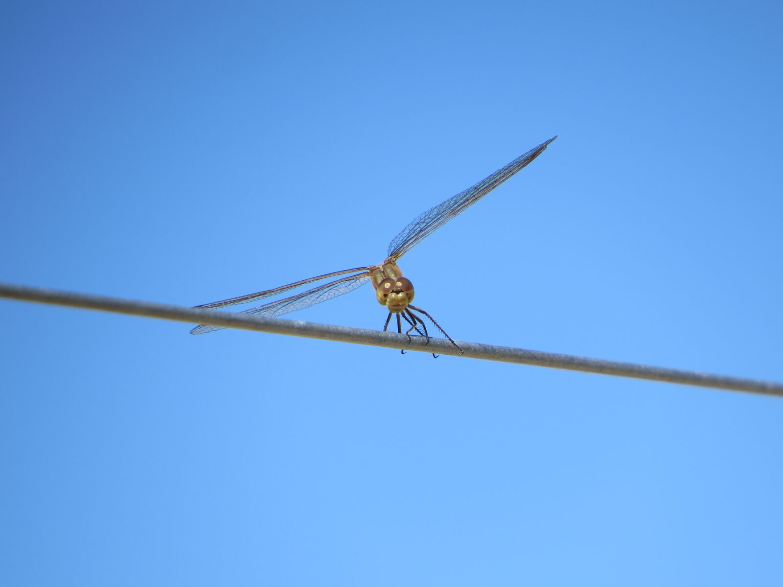 Canon PowerShot SX50 HS sample photo