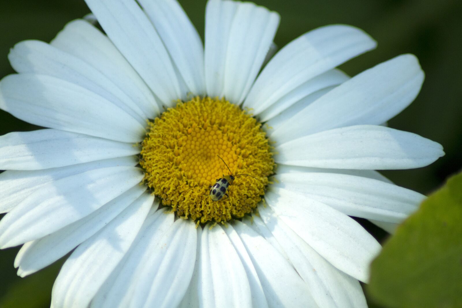 Canon EOS 1100D (EOS Rebel T3 / EOS Kiss X50) sample photo. White, flower, daisy photography