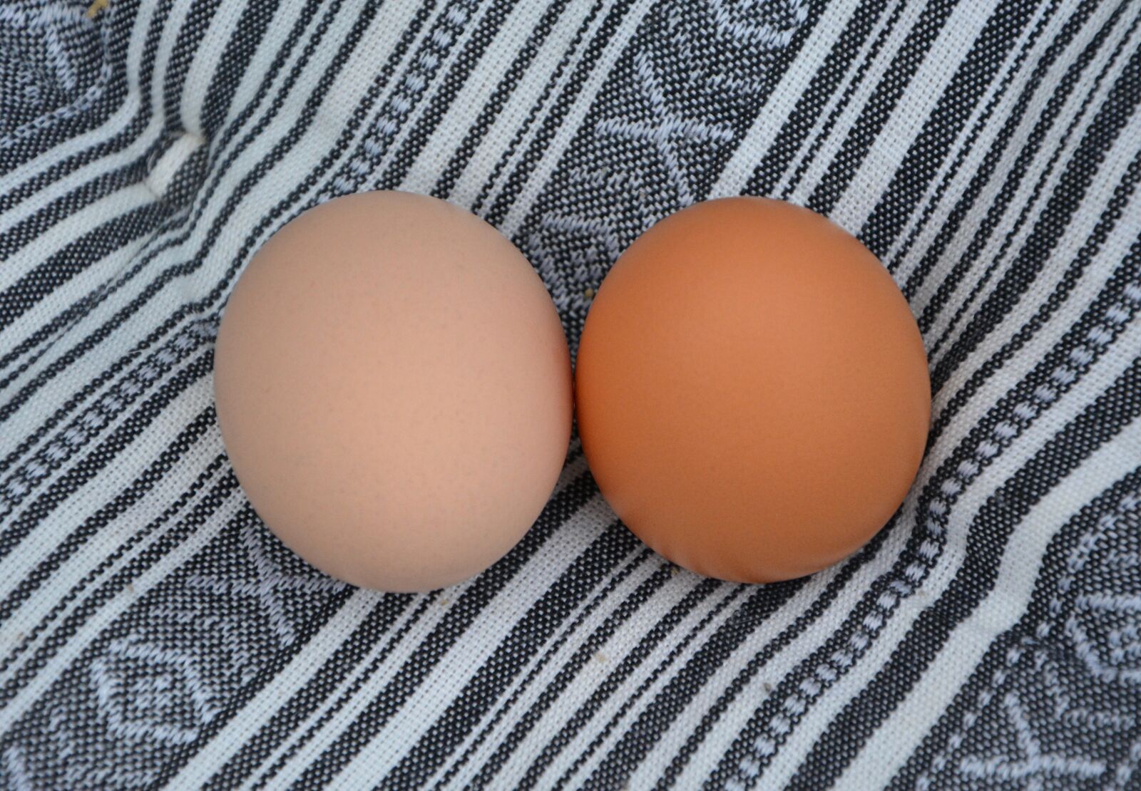 Nikon D5200 sample photo. Chicken eggs, food, power photography