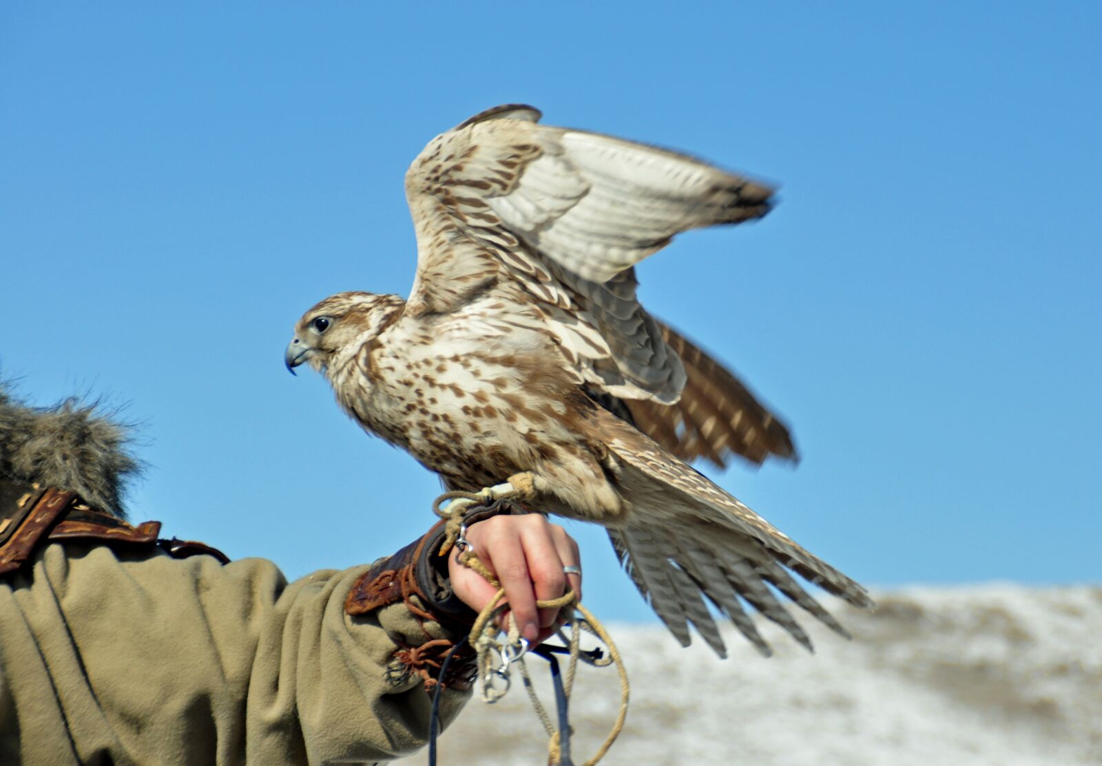 Nikon D90 sample photo. Hawk, falconry, wild photography