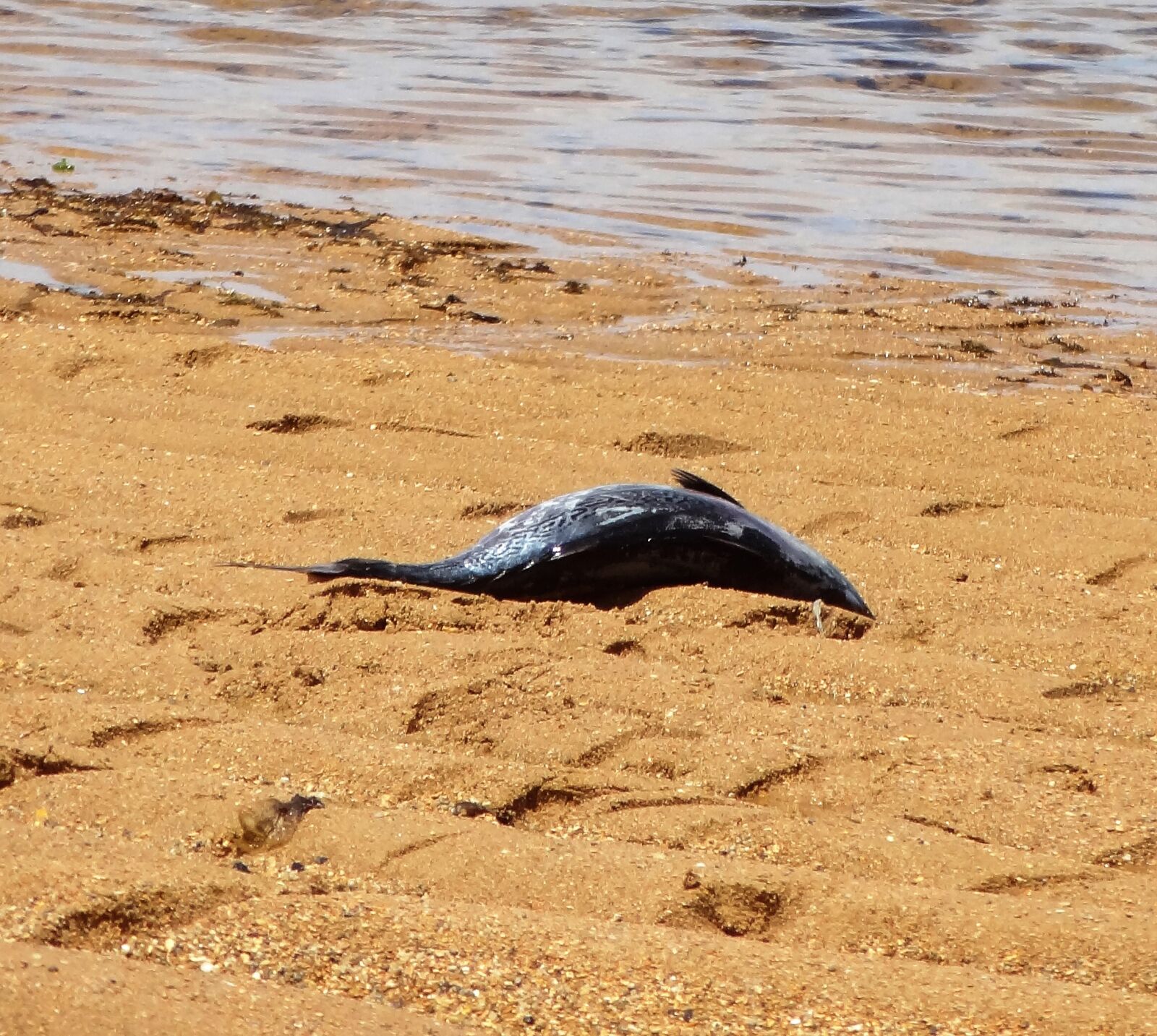 Sony Cyber-shot DSC-HX9V sample photo. Beach photography