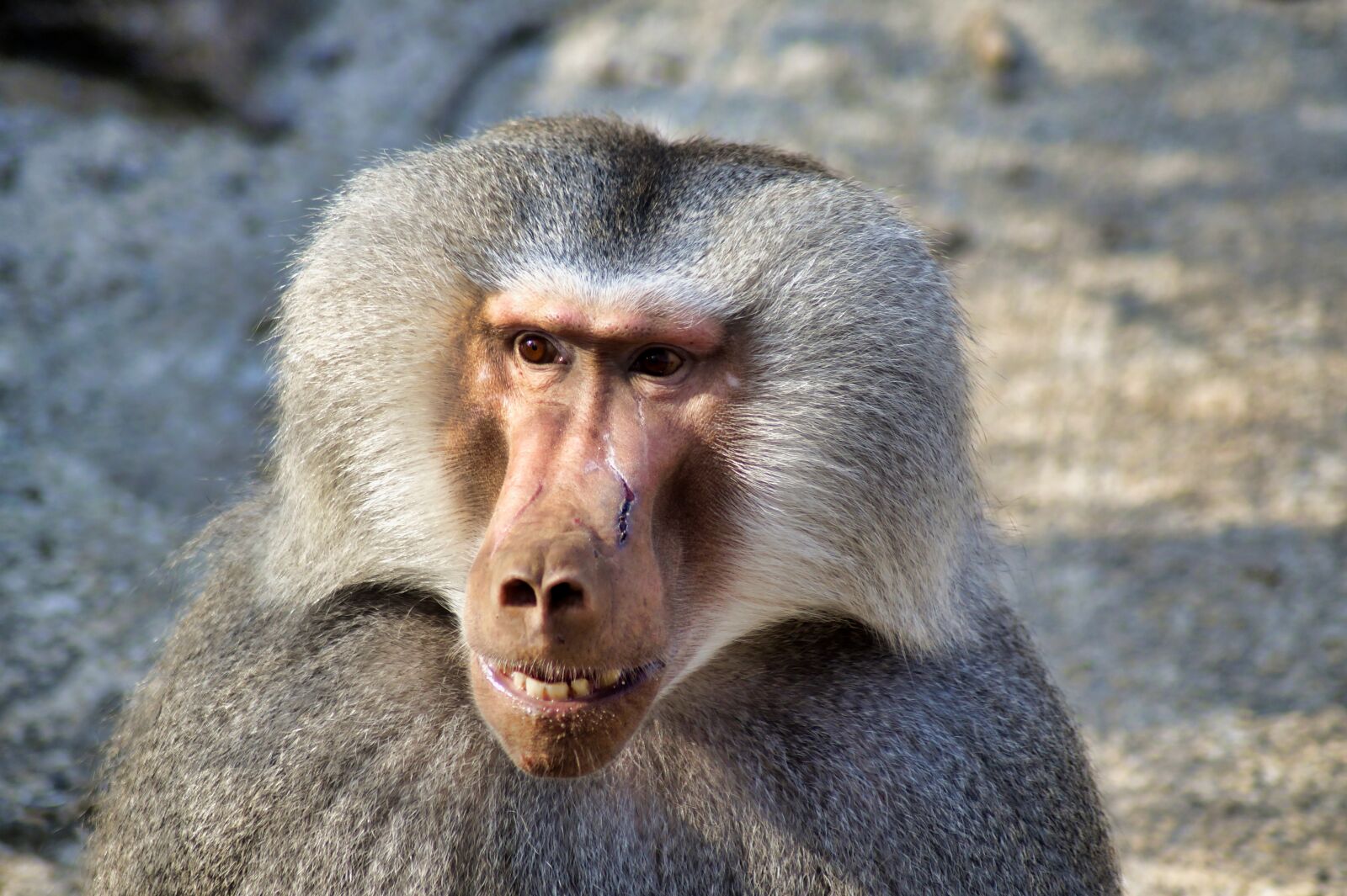 Sony SLT-A58 sample photo. Baboon, monkey, animal photography