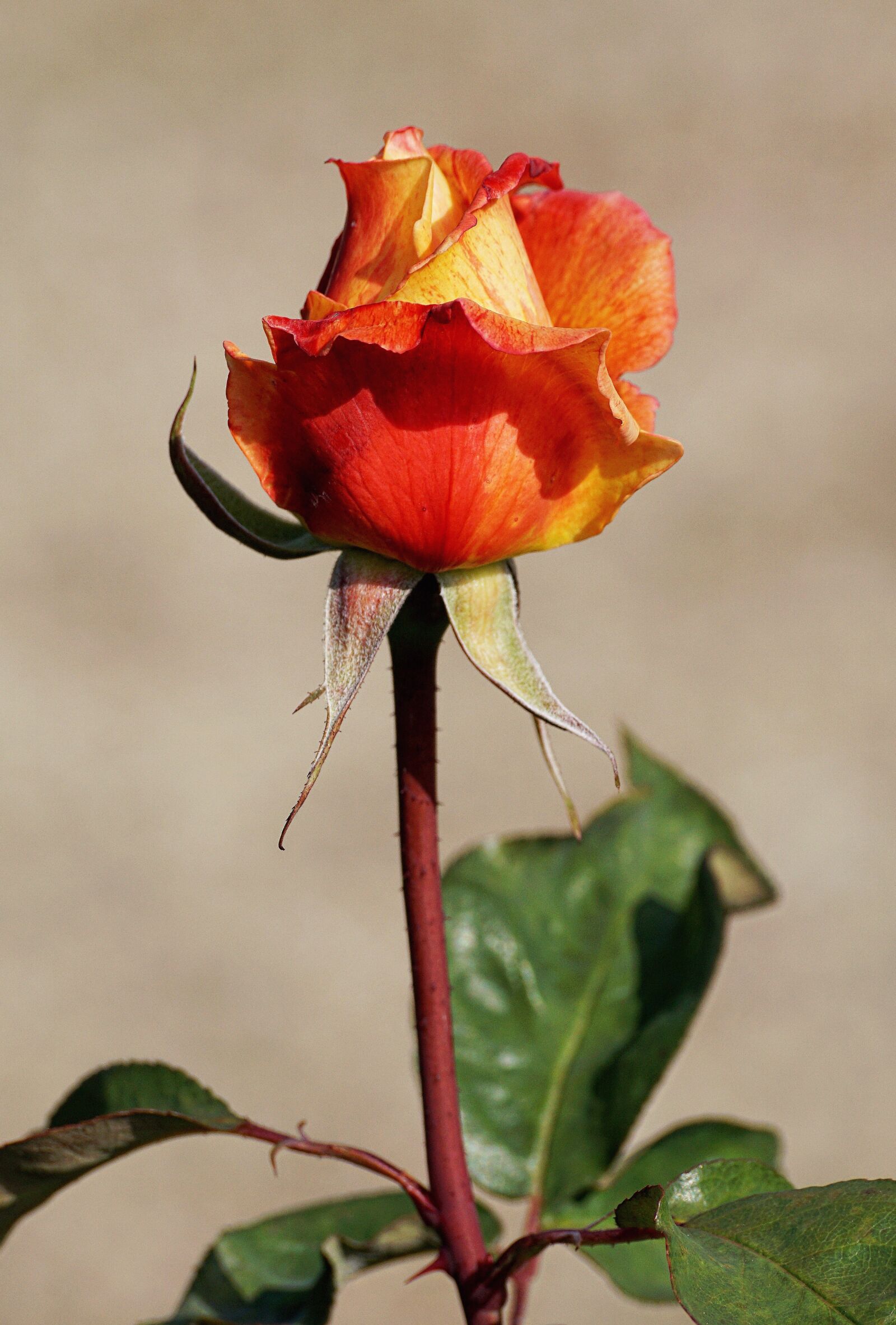 Sony DT 55-300mm F4.5-5.6 SAM sample photo. Rose, orange, yellow photography