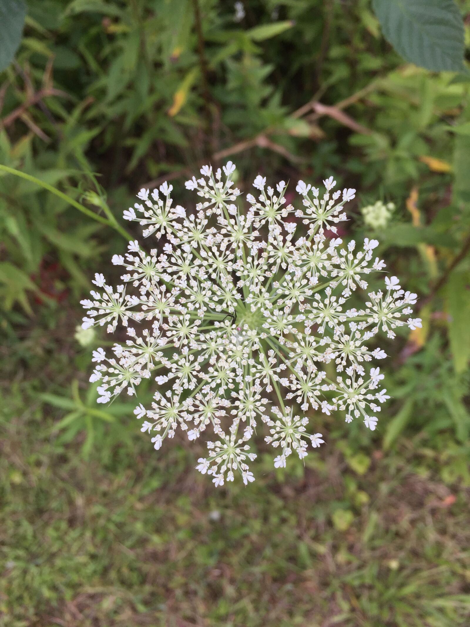 Apple iPhone 6 sample photo. Flower, white, season photography