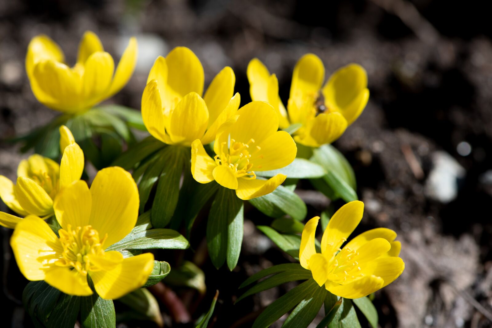 Nikon D750 sample photo. Winter linge, spring, yellow photography