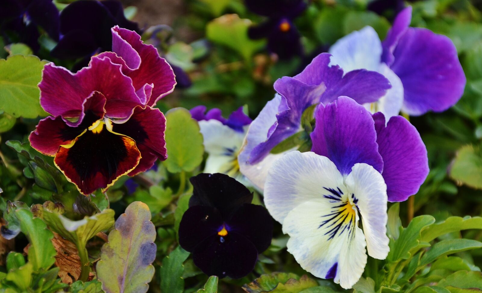 Nikon D7000 sample photo. Pansy, flower, natur photography