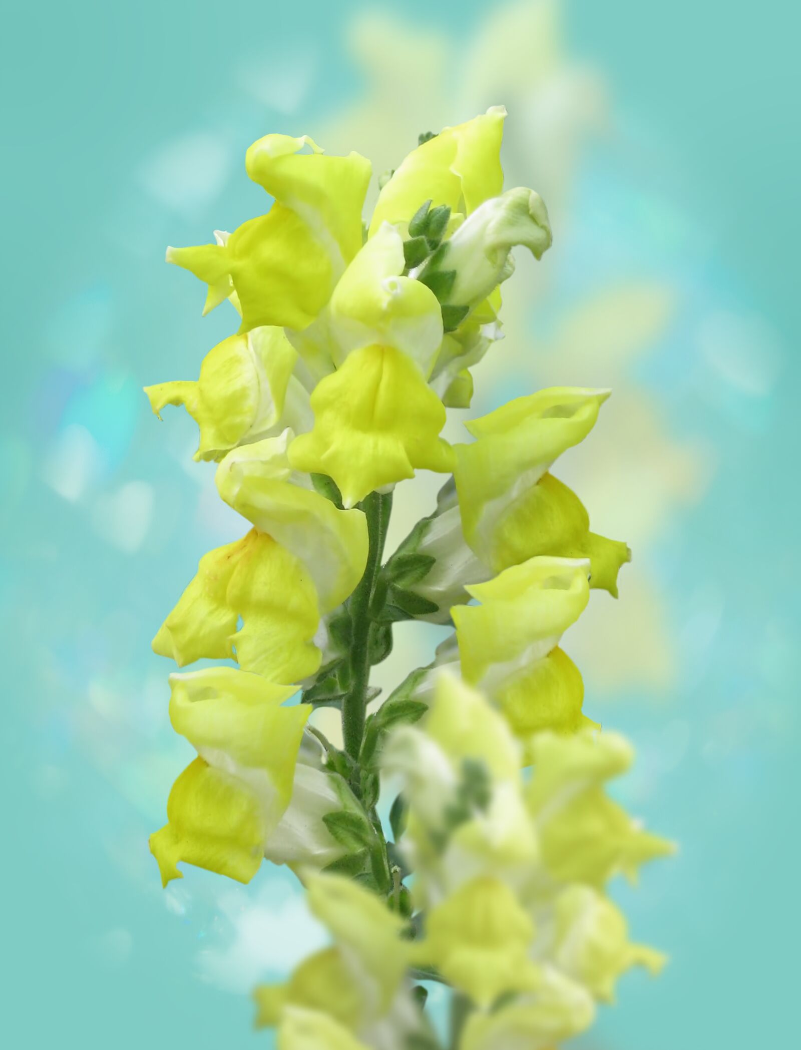 Canon POWERSHOT S5 IS sample photo. Snapdragons, flower, garden photography