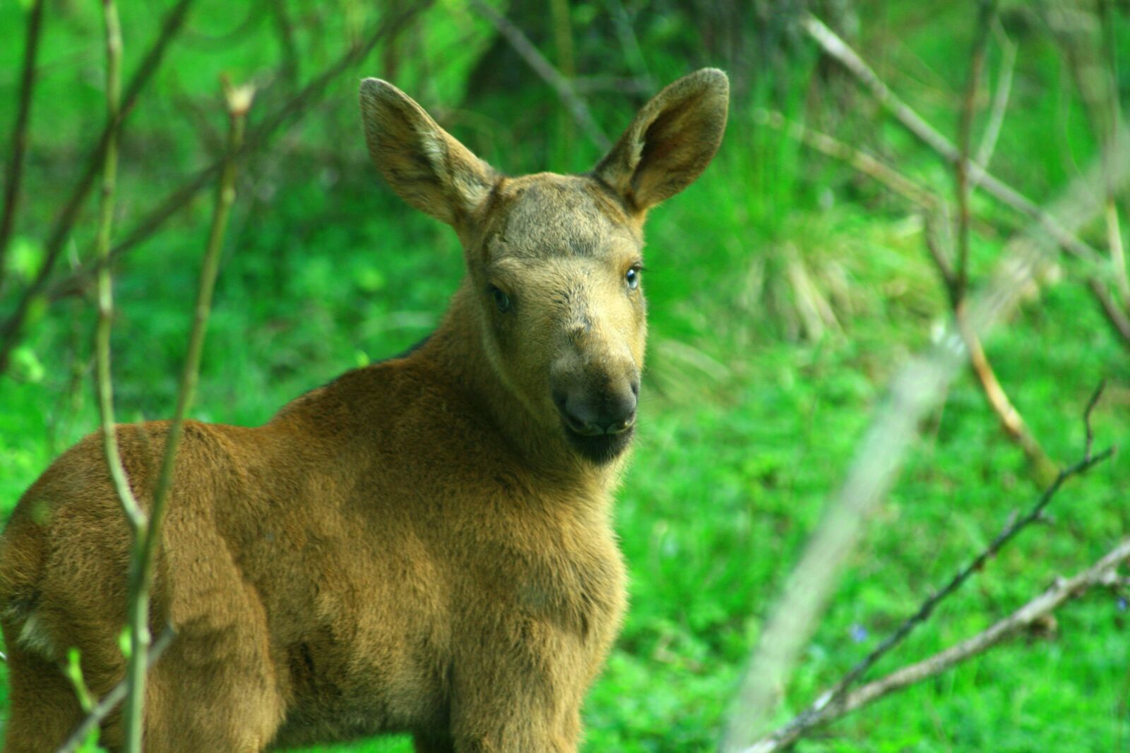 Canon EOS 400D (EOS Digital Rebel XTi / EOS Kiss Digital X) sample photo. Moose calf, wild animal photography